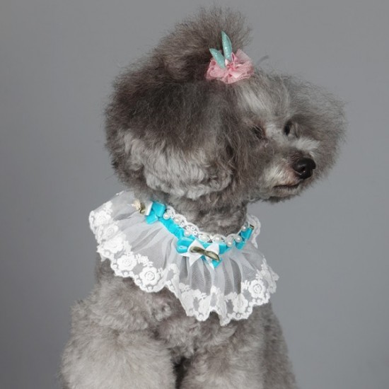 Fancy Collar with white lace and velvet -Blue (Petit)